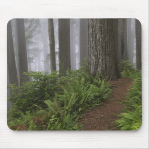Path through the giant redwood trees shrouded mouse mat