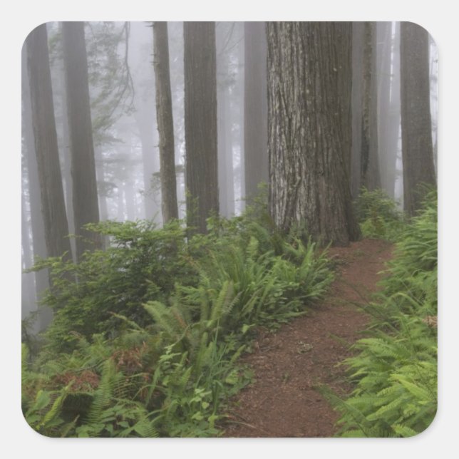 Path through the giant redwood trees shrouded square sticker (Front)
