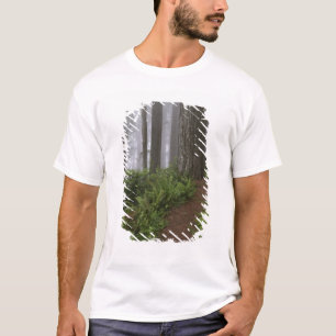 Path through the giant redwood trees shrouded T-Shirt