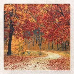 Path Through the Trees in Autumn Glass Coaster
