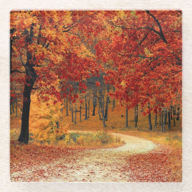 Path Through the Trees in Autumn Glass Coaster (Front)