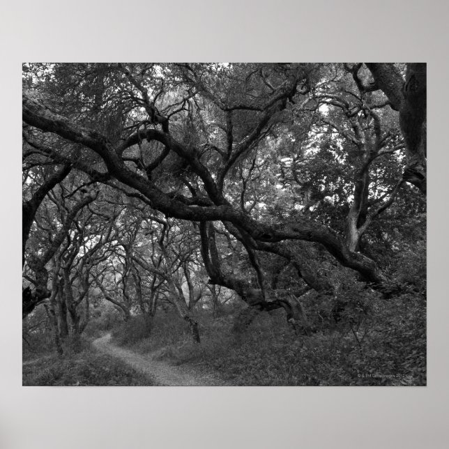 Path thru oak tree grove in Andrew Molera State Poster (Front)