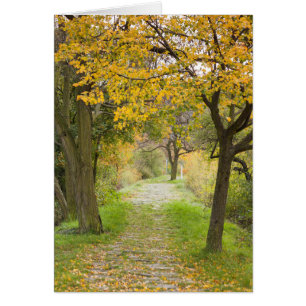 Pathway in Autumn