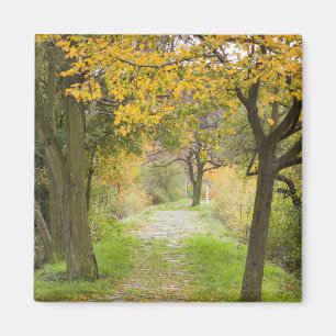 Pathway in Autumn Magnet
