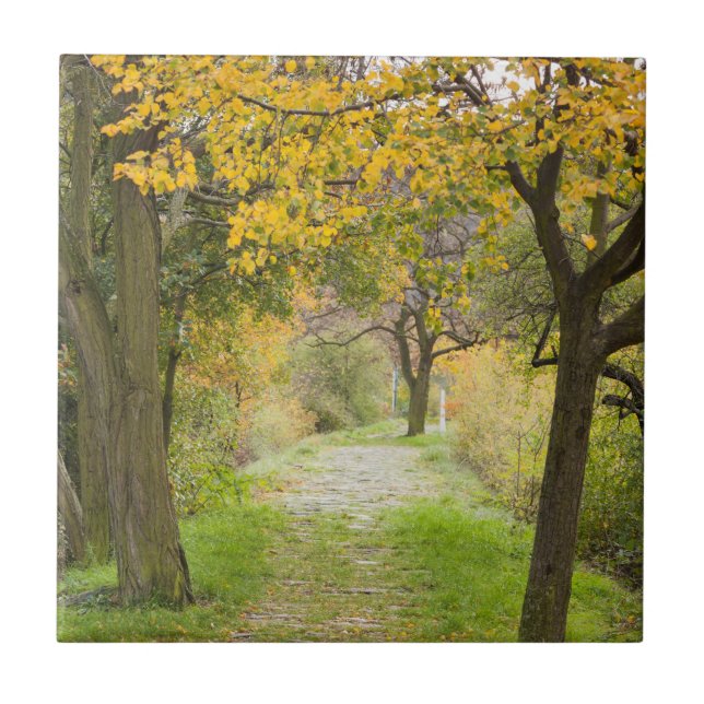 Pathway in Autumn Tile (Front)