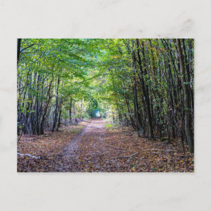 Pathway in the autumn forest, Saint Germain Forest Postcard
