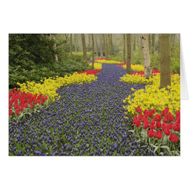 Pathway of Grape Hyacinth, daffodils, and (Front Horizontal)