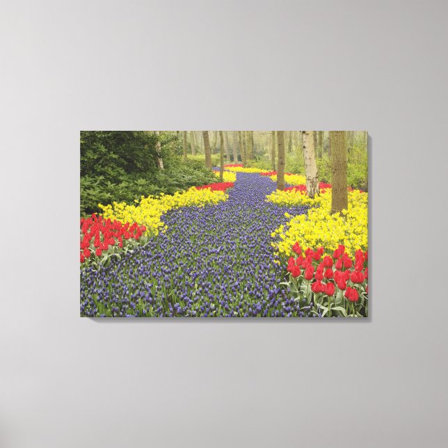 Pathway of Grape Hyacinth, daffodils, and Canvas Print (Front)