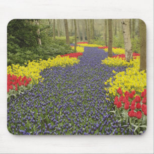 Pathway of Grape Hyacinth, daffodils, and Mouse Mat