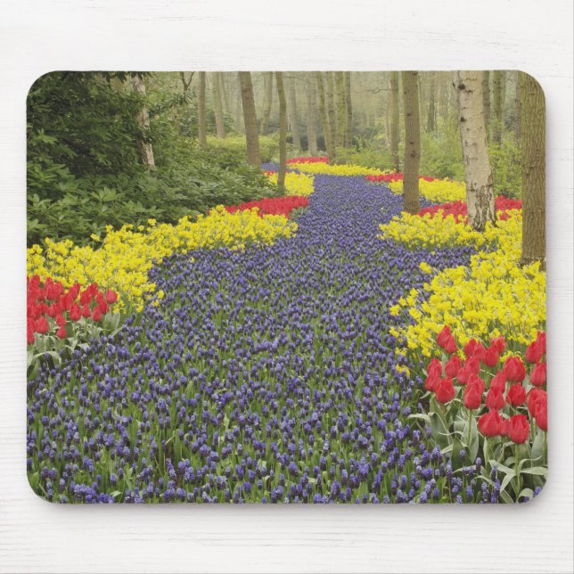 Pathway of Grape Hyacinth, daffodils, and Mouse Mat (Front)