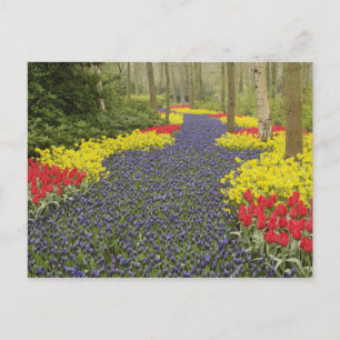 Pathway of Grape Hyacinth, daffodils, and Postcard