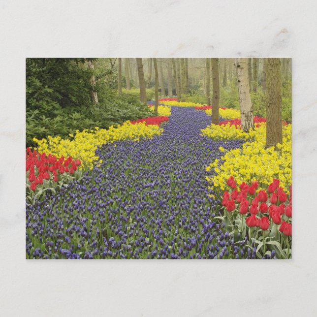 Pathway of Grape Hyacinth, daffodils, and Postcard (Front)