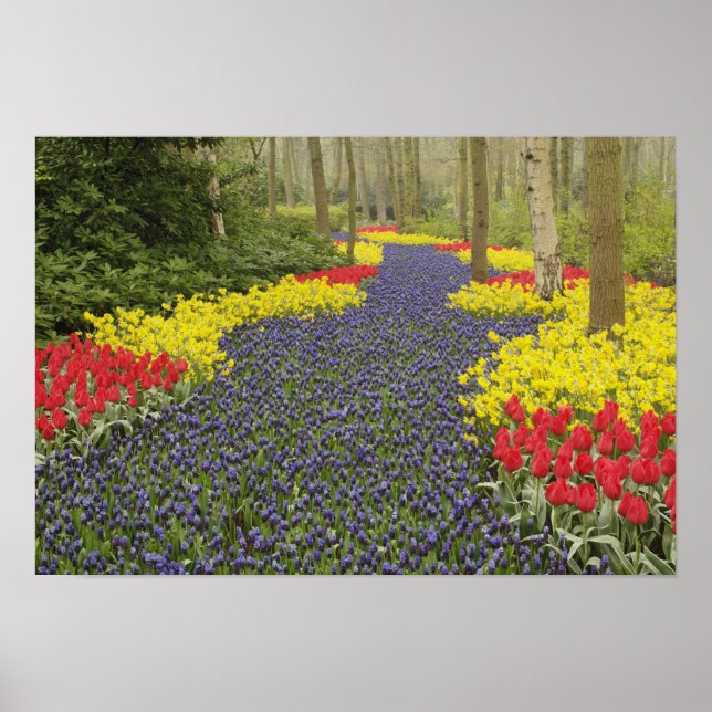 Pathway of Grape Hyacinth, daffodils, and Poster (Front)