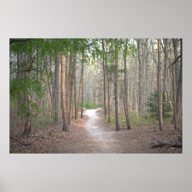 Pathway Row of Trees Poster (Front)