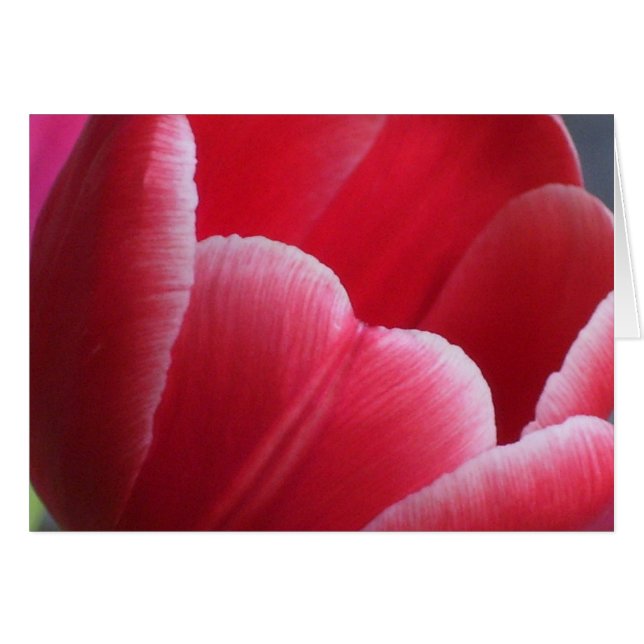 Patience (Front Horizontal)