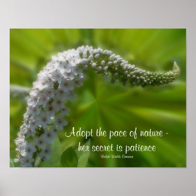 Patience Quote White Flower Inspirational Poster (Front)