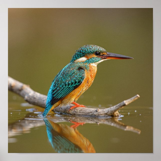 Patient Kingfisher on Branch - Riverbank Wildlife Poster (Front)