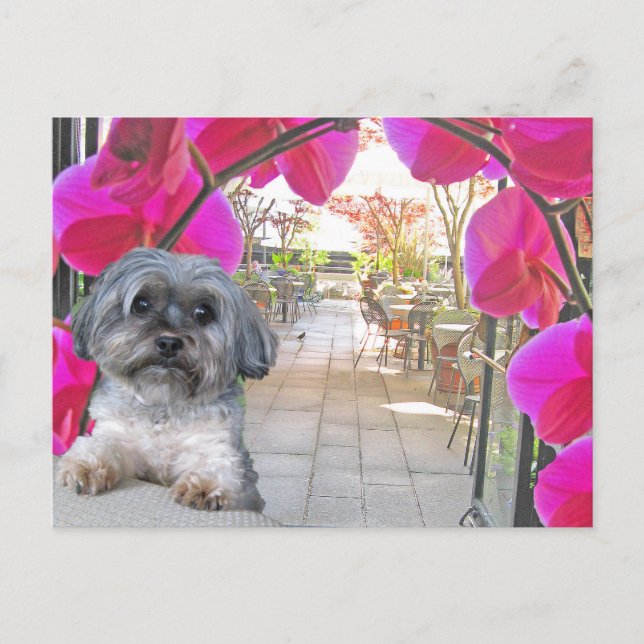 Patio Cafe Postcard (Front)