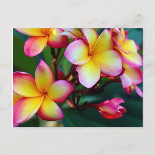patriciapotluck blooming plumeria postcard (Front)