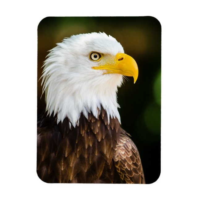 Patriotic Adult American Bald Eagle Magnet (Vertical)