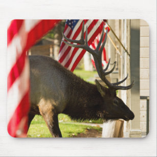Patriotic Bull Elk Mouse pad