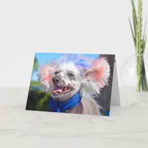 Patriotic Chinese Crested hairless dog Card