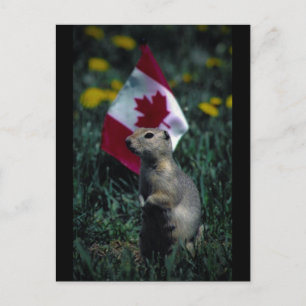 Patriotic Postcard
