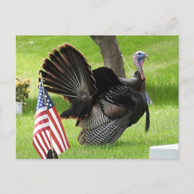 Patriotic Turkey Strut Postcard (Front)