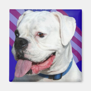 Patriotic white boxer magnet