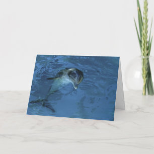 Pat's Dolphin - birthday card