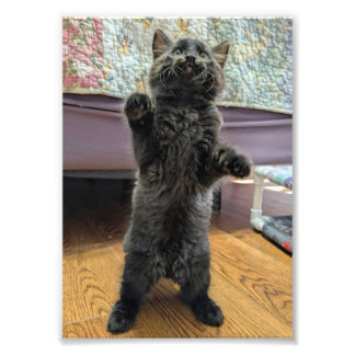 Patsy the Baby Bear (but older) Photo Print