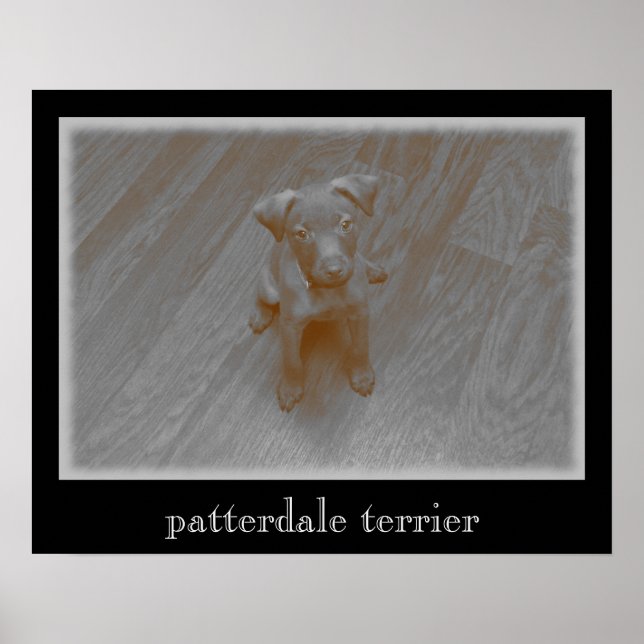 Patterdale Terrier Aged Photograph Poster (Front)