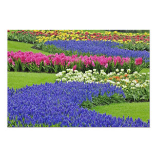 Pattern of Grape Hyacinth, tulips, and 3 Photo Print