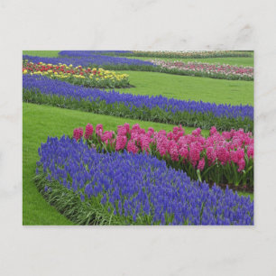 Pattern of Grape Hyacinth, tulips, and Postcard
