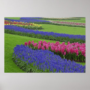 Pattern of Grape Hyacinth, tulips, and Poster