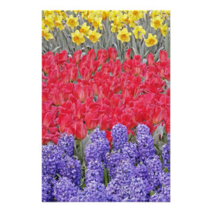 Pattern of hyacinth, tulips, and daffodils, photo print