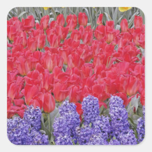 Pattern of hyacinth, tulips, and daffodils, square sticker