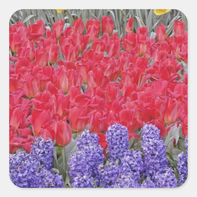 Pattern of hyacinth, tulips, and daffodils, square sticker (Front)