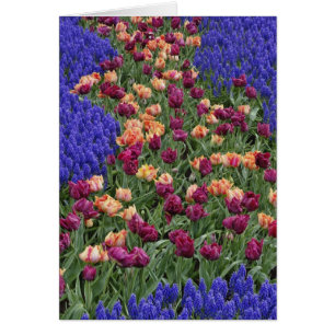 Pattern of tulips and Grape Hyacinth flowers,