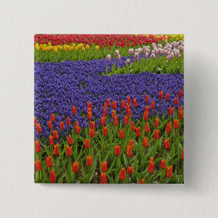 Pattern of tulips and grape hyacinth flowers, 2 15 cm square badge