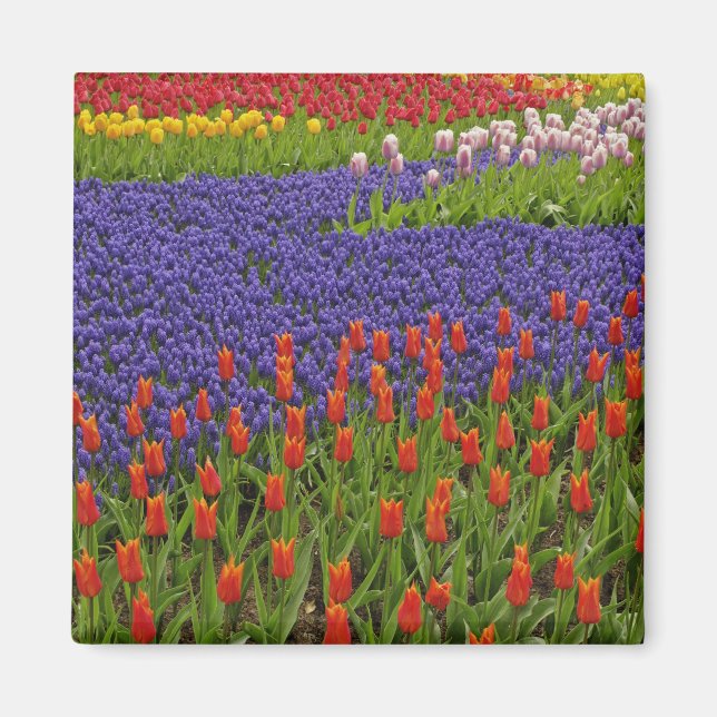 Pattern of tulips and grape hyacinth flowers, 2 magnet (Front)