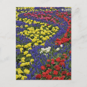 Pattern of tulips and Grape Hyacinth flowers, 2 Postcard