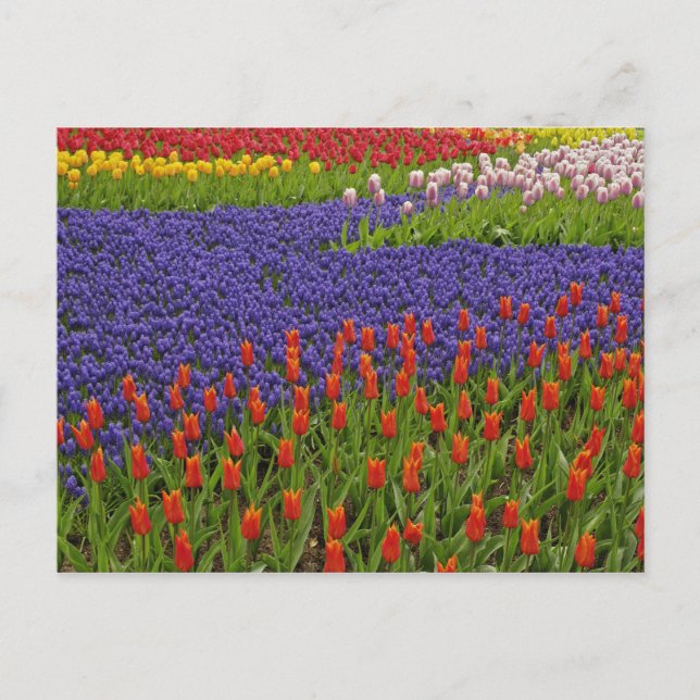 Pattern of tulips and grape hyacinth flowers, 2 postcard (Front)