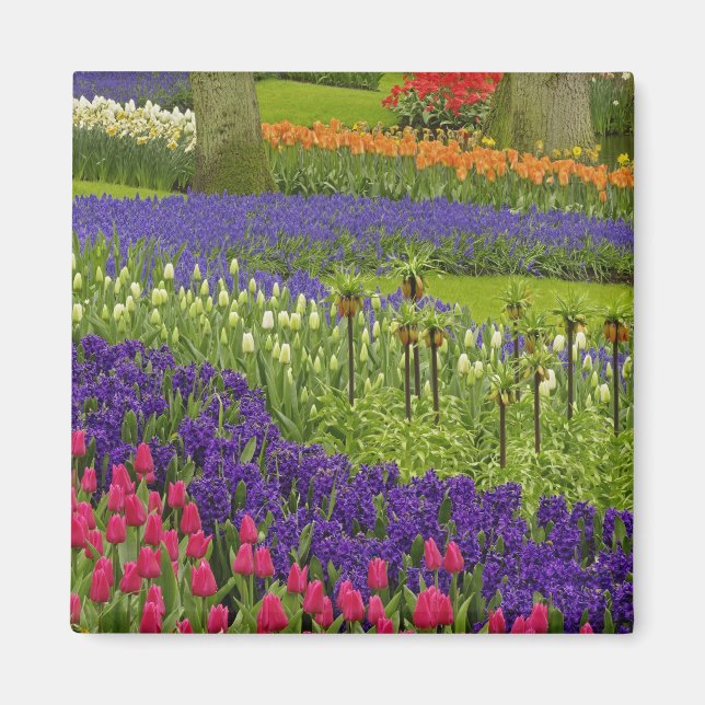 Pattern of tulips hyacinth, and Grape Hyacinth Magnet (Front)