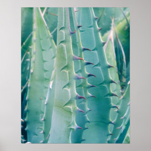 Patterns of an Agave plant Poster
