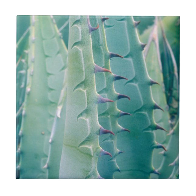 Patterns of an Agave plant Tile (Front)