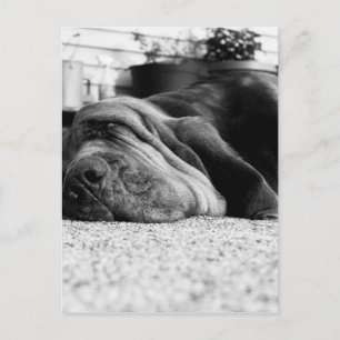 Patti Bloodhound Postcard