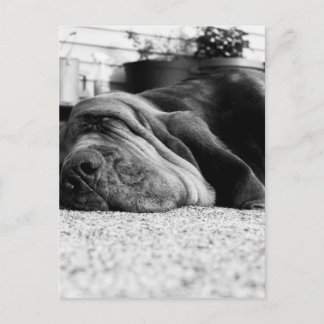 Patti Bloodhound Postcard