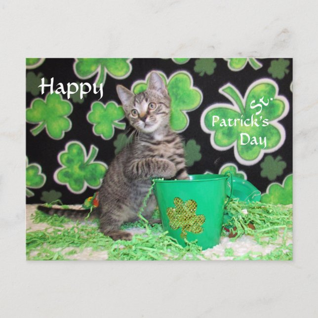 Patton's St. Patrick's Day Postcard - Cat / Kitten (Front)