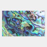 Paua abalone shell detail
